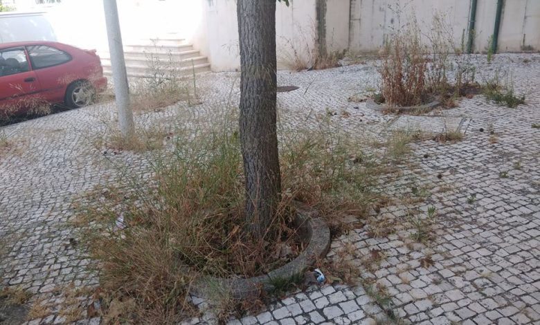 Problema das ervas na cidade e na zona industrial persiste ervas 10 3067363403645862097 o