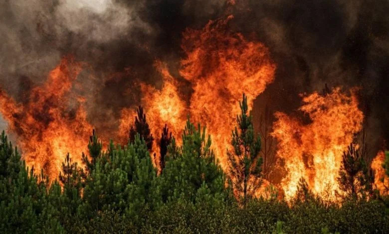 Incêndio em Pai de Aviz mobiliza quase 50 bombeiros incendio geral