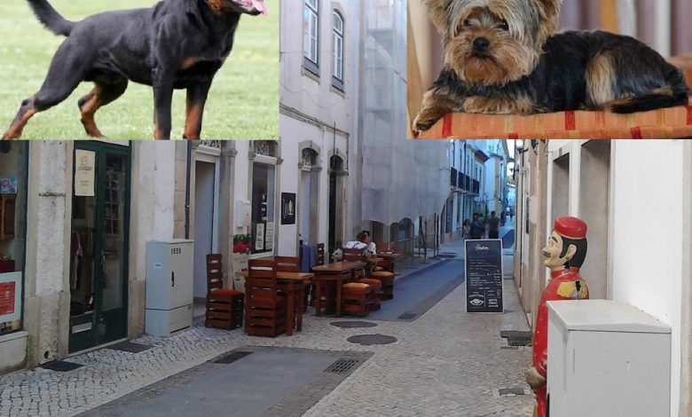 Rottweiler ataca Yorkshire no centro histórico de Tomar rua silva magalhaes IMG 20200725 192608 Copia