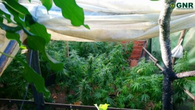 cannabis 66548 2266345177426315688 o