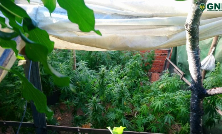 Homem detido com 13 plantas de Canábis cannabis 66548 2266345177426315688 o