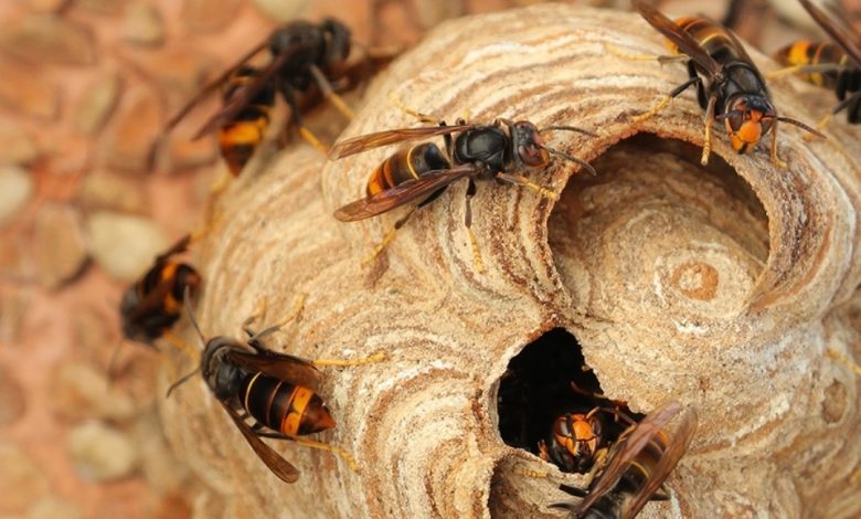 Sapadores florestais picados por vespas asiáticas Vespa Asiatica