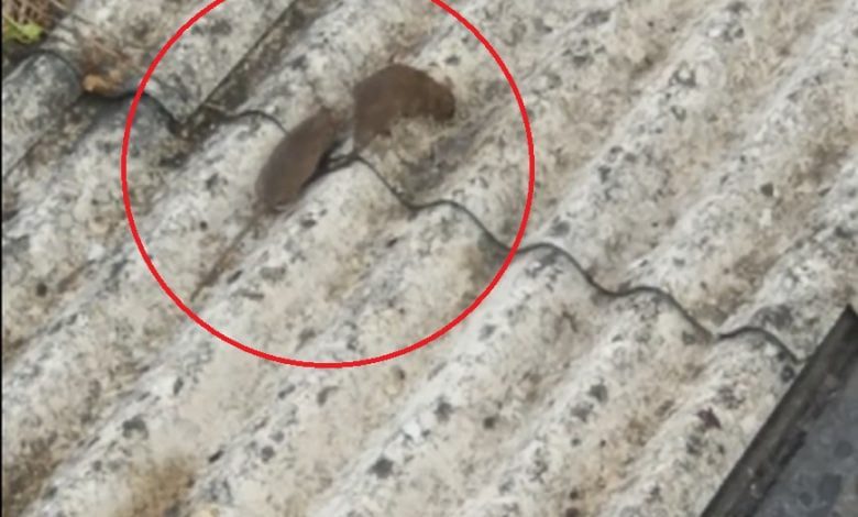 Cidadão denuncia problema de saúde pública no centro histórico (c/ vídeo) ratos 8
