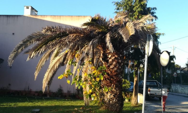 De uma palmeira que está a morrer nasce uma figueira palmeira figueira IMG 20201030 075440