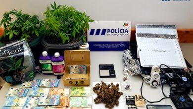 psp cannabis 27617377758 5538870169085679287 o