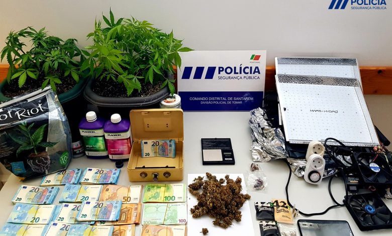 Polícia detém suspeito de tráfico de droga em Tomar psp cannabis 27617377758 5538870169085679287 o