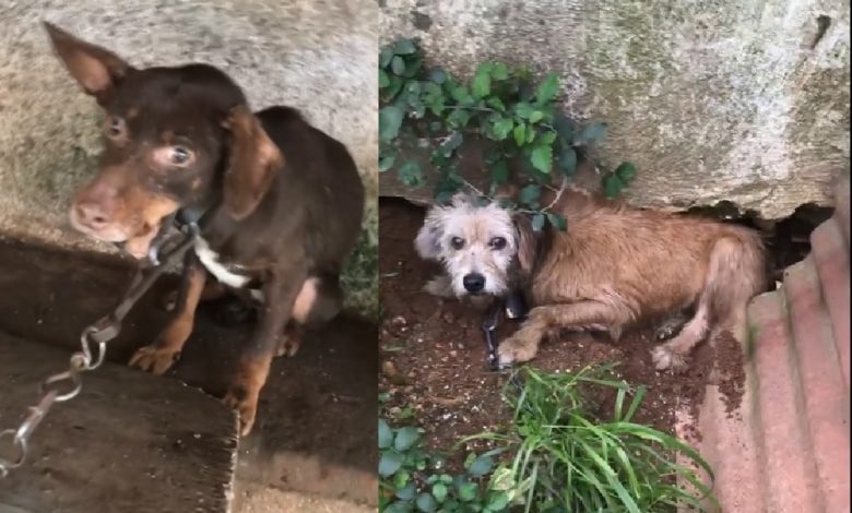 Cadelas maltratadas e abusadas sexualmente em Tomar (c/ vídeo) caes