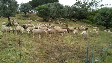 borregos ovelhas 1040489680388227072 o