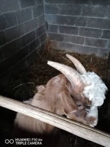 cabrito 115 243887884474129751 n