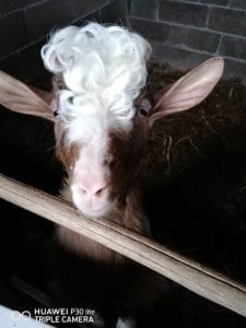 cabrito 3175 7395328877281170814 n
