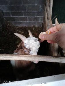 cabrito 734 400790364176572578 n