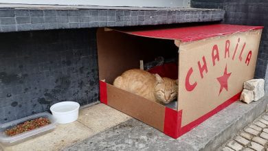 gato IMG 20210131 101518