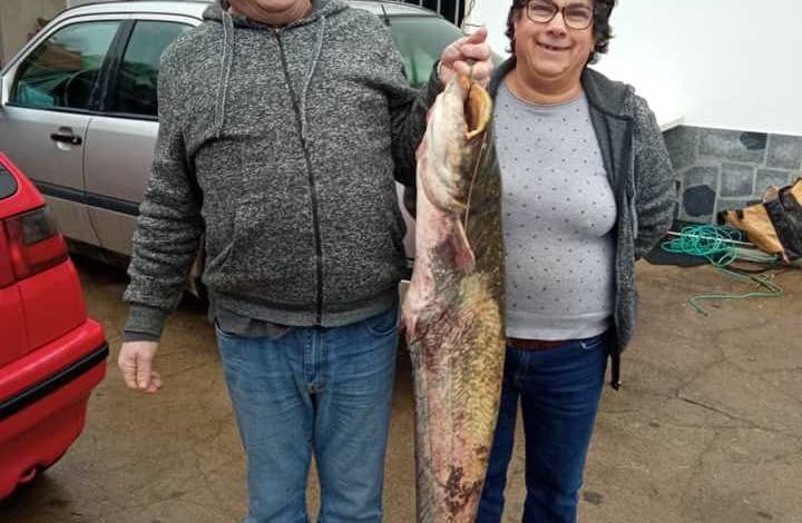 Siluro pescado na albufeira de Castelo do Bode siluro 7246599 70521769508680409 n