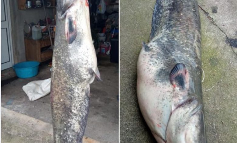 Siluro de 19 quilos pescado no rio Tejo siluro 789