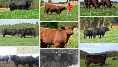 bois bovinos agriangus