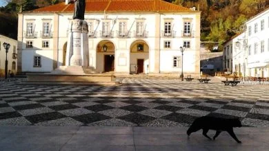 camara gato IMG 20141204 104756