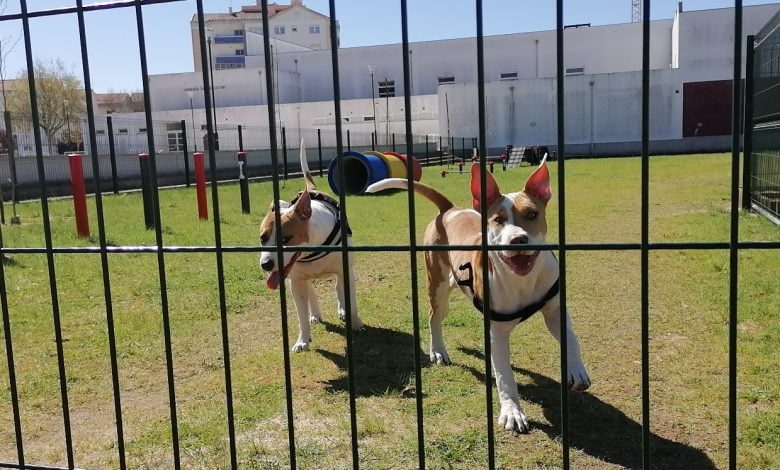 Parque para cães já está aberto parque canino IMG 20210321 105351