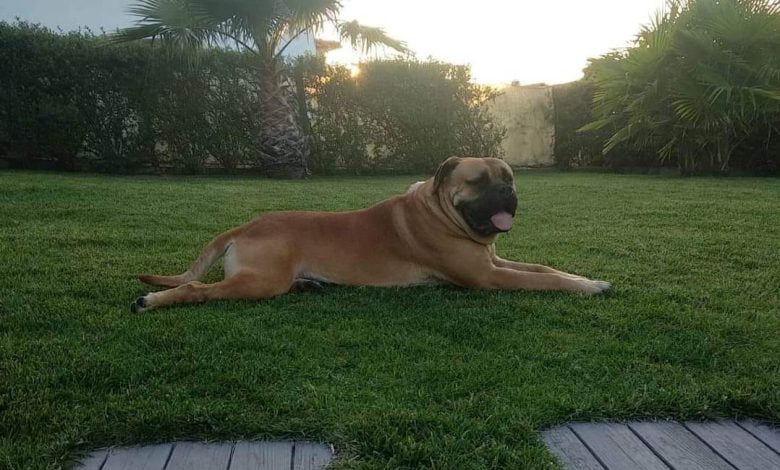 Apelo: cão desaparecido apelo 6298706383341000201 n