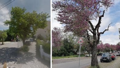 arvore bairro 45