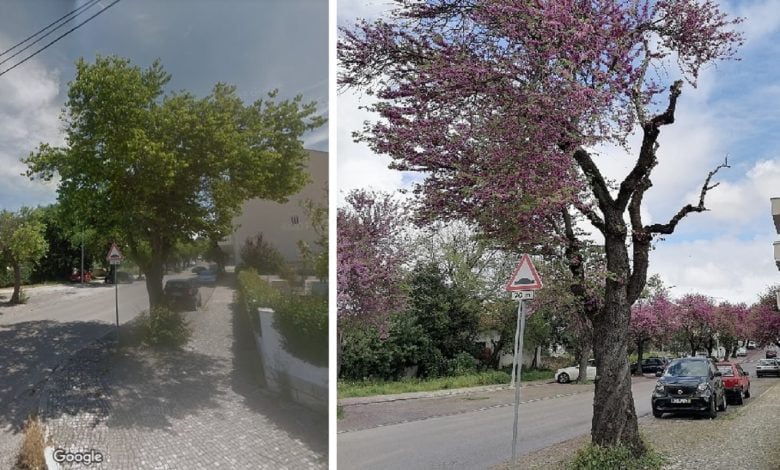 Corte de ramos de árvore provoca polémica arvore bairro 45