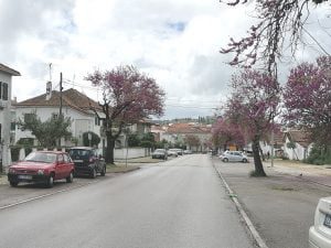 arvore bairro IMG 20210401 131913