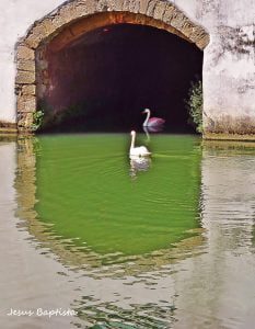 cisnes jesus baptista 6125189 5032389913540632802 n scaled 1