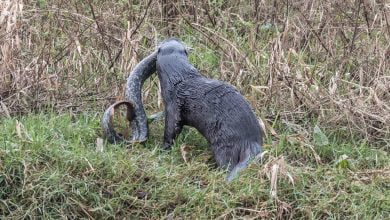 lampreia lontra 1815159 3225349595765426050 n scaled 1