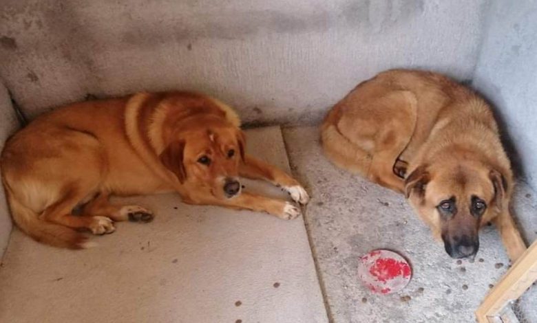 Apelo: cães desaparecidos *(Atualização) apelo 957486839864561018 n