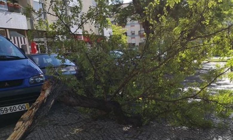 Ramo de árvore cai em parque de estacionamento arvore 249 6823256322346305220 n