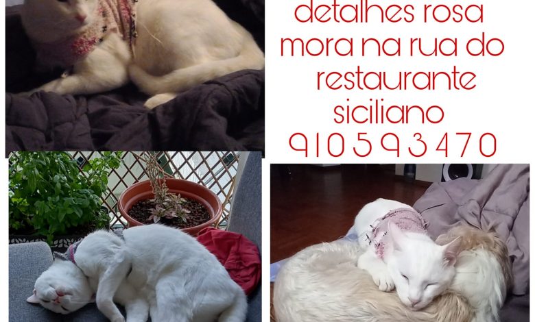 Apelo: gato desaparecido apelo 3 1522476003897764696 n