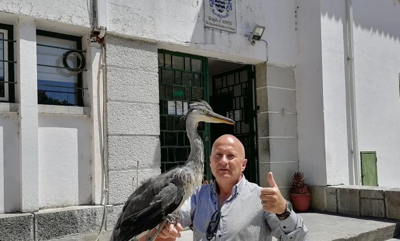 Garça Real resgatada e entregue ao SEPNA garca americo IMG 20210606 120642
