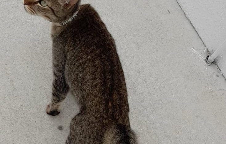 Dona dá 100 euros de recompensa a quem encontrar este gato apelo 842 5774650972201608595 n