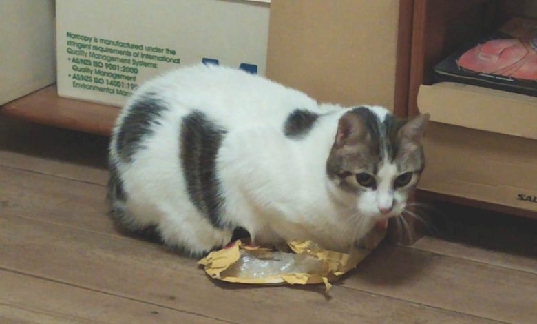 Apelo: gato desaparecido apelo 495329 2130239069711963137 n