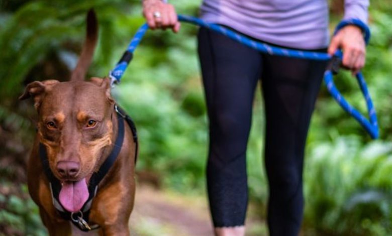 Ginásio LR Fitness promove caminhada para celebrar Dia do Cão caminhada cao