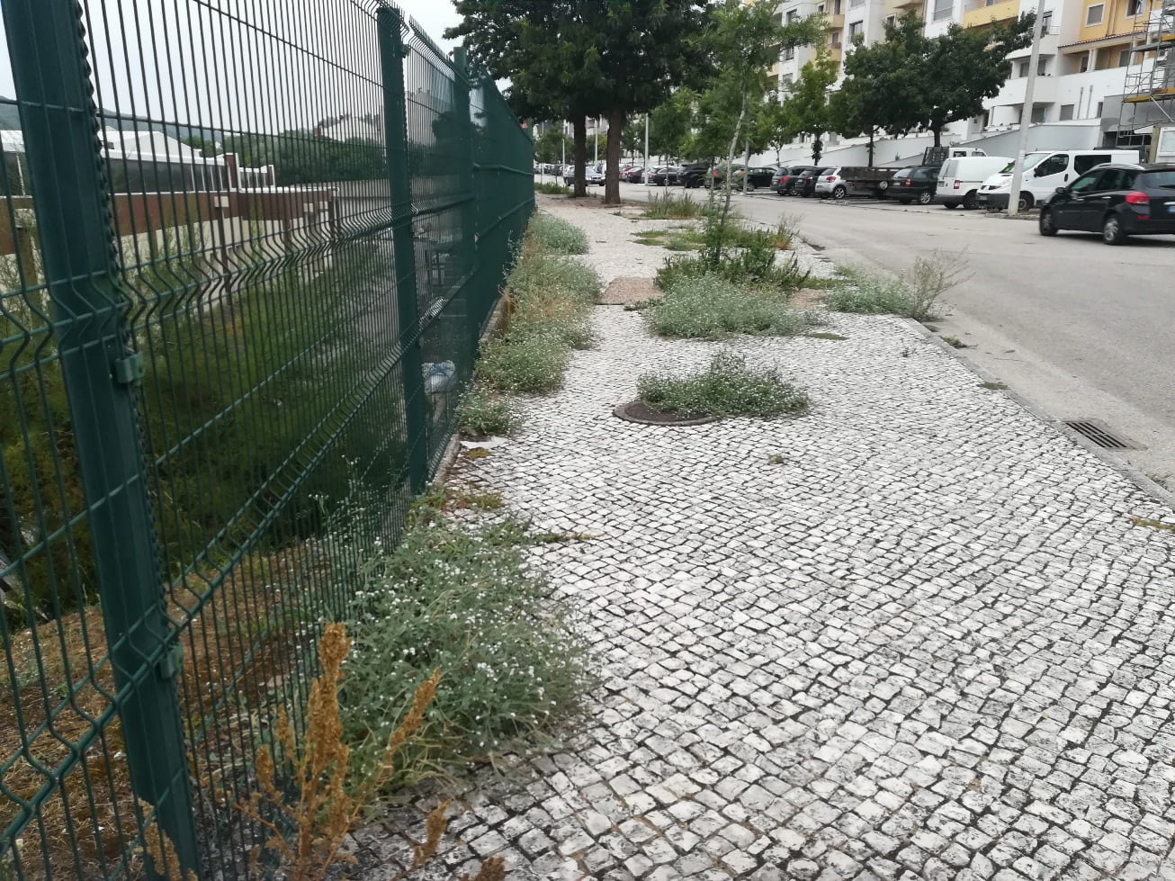 ervas IMG 20210916 081828