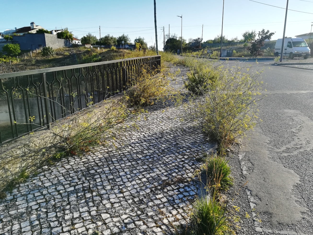 ervas IMG 20210919 083404
