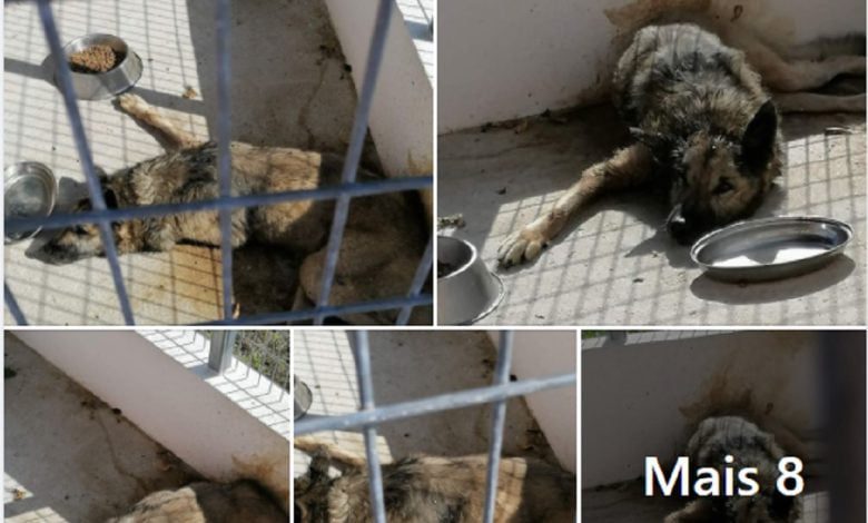 A história de um cão que morreu abandonado cao
