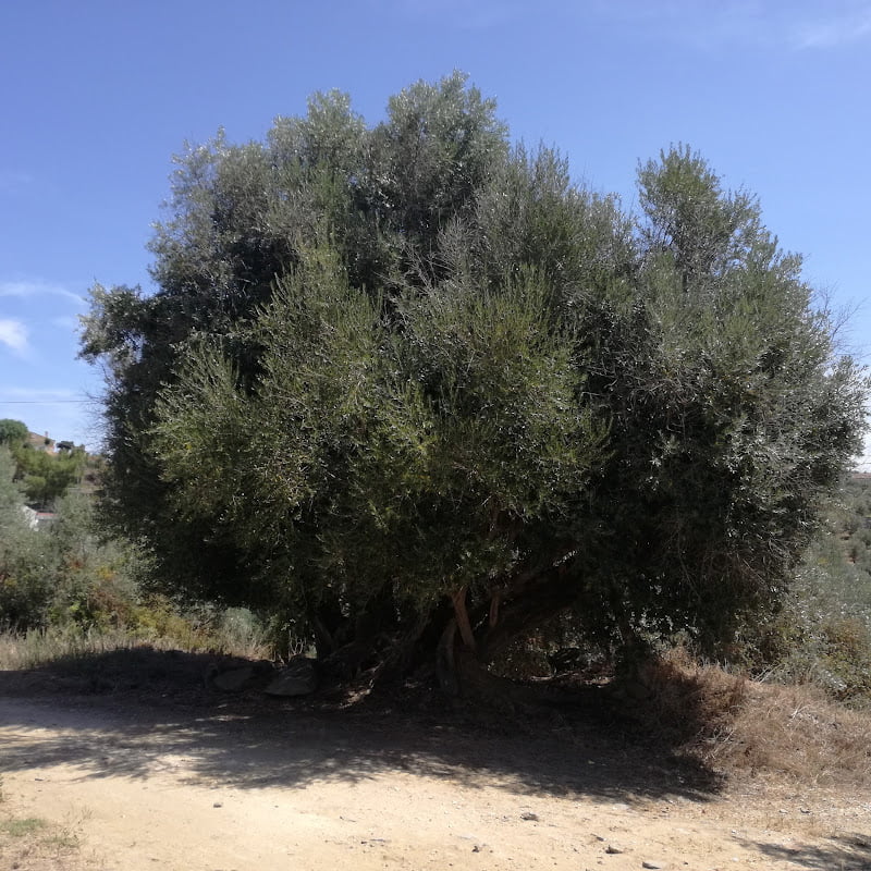 oliveira vila nova serra 2017 08 24