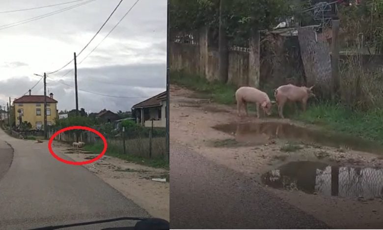 Porcos comem erva numa rua de Tomar (c/ vídeo) porcos