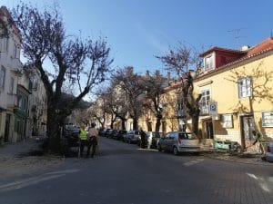 arvores rua dos arcos IMG 20220117 141226