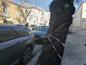 arvores rua dos arcos IMG 20220117 141308