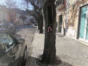arvores rua dos arcos IMG 20220117 141504