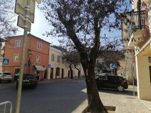arvores rua dos arcos IMG 20220117 141528