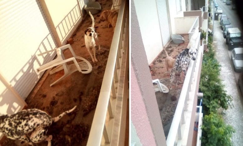 Homem vive com três cães num apartamento imundo entronc