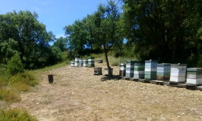 Roubaram 26 colmeias em Abrantes colmeias 1520824 1453578459157108272 n