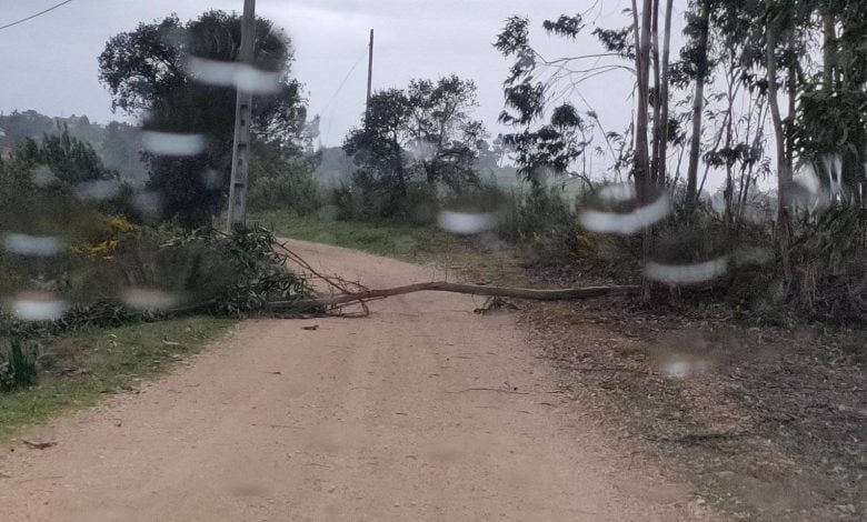 Árvore corta estrada na freguesia de São Pedro arvore 6581969185 7926645808310795648 n