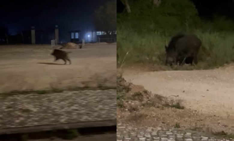 Javali filmado na zona urbana de Tomar (c/ vídeo) javali 789