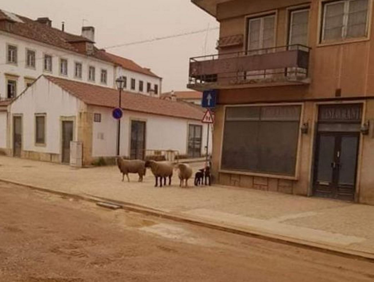 ovelhas