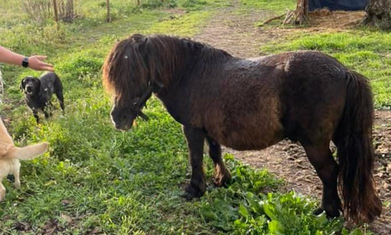 Pónei roubado em Santarém (Atualização)* ponei 21679878508 4181654131486363405 n