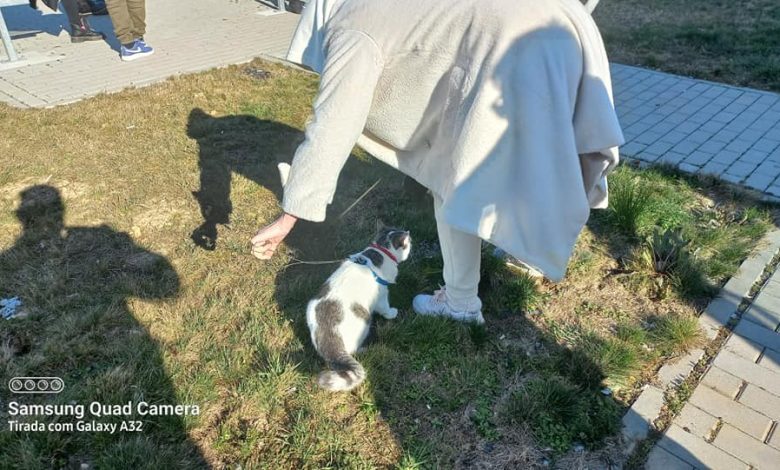 Com os refugiados ucranianos vem… um gato ucran 9170053532 1858263368356425603 n